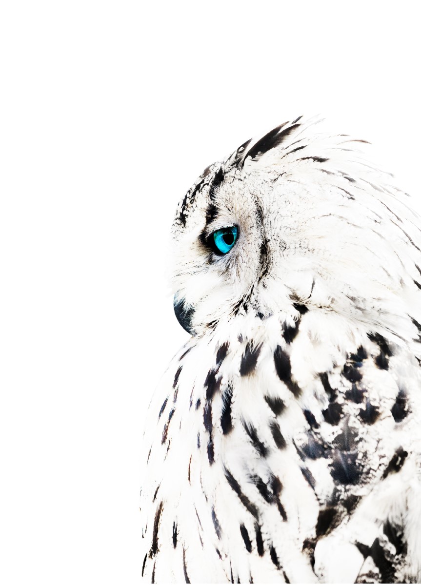 Animaux - Le Hibou Blanc