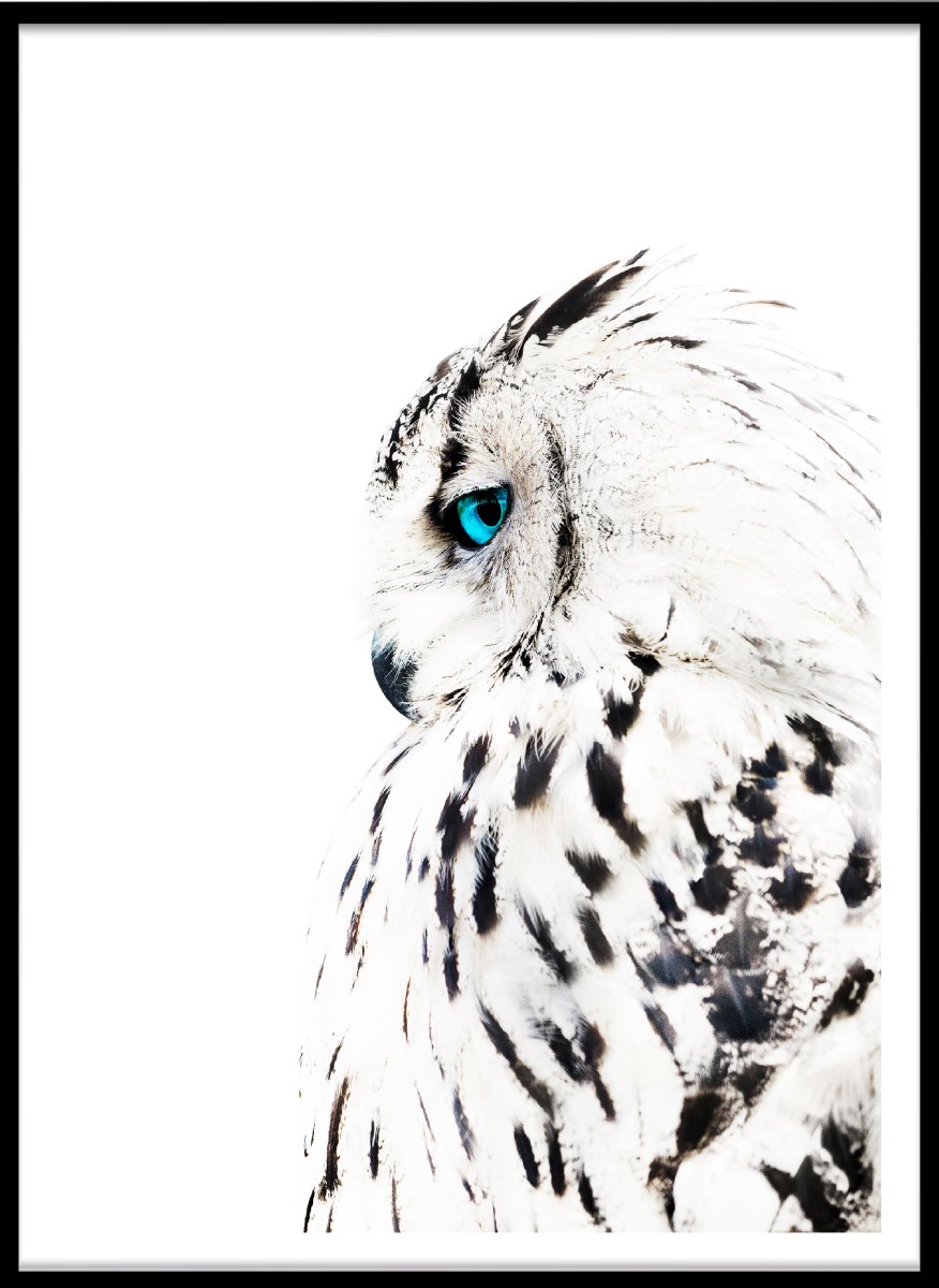 Animaux - Le Hibou Blanc