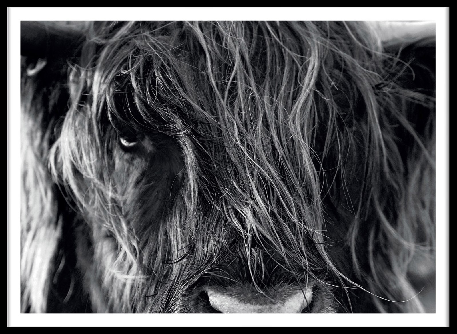 Animaux - La pose du Yak