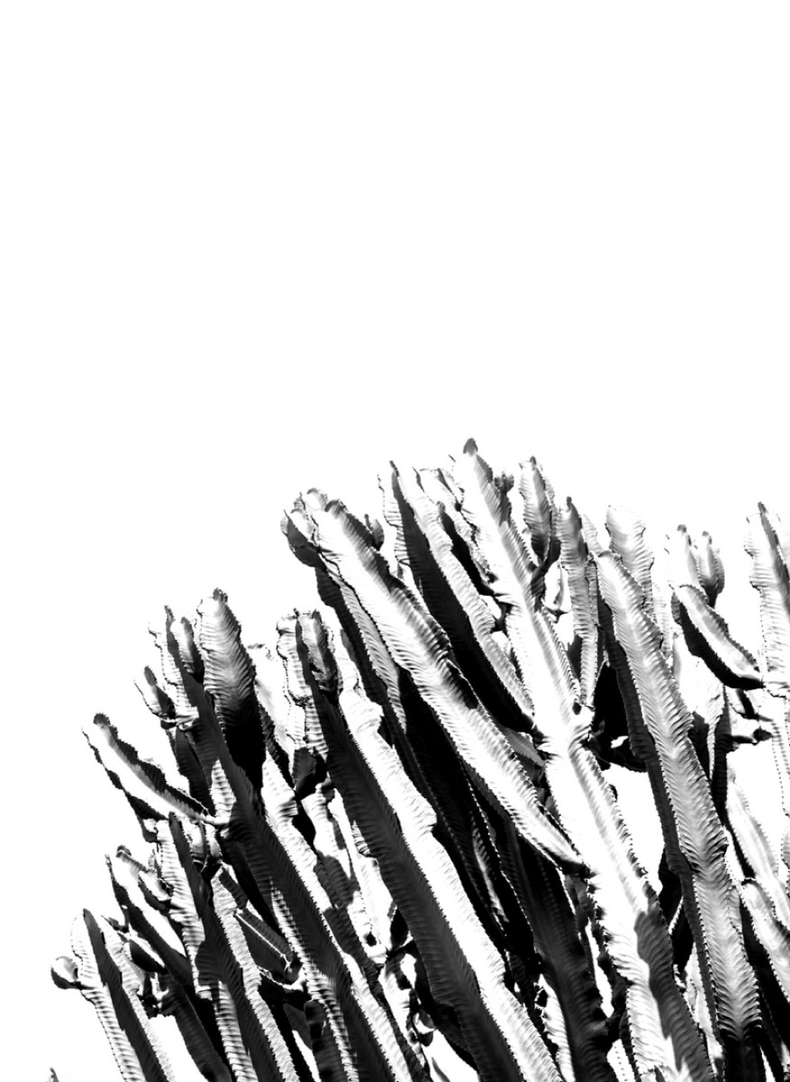 Nature - Bouquet de Cactus