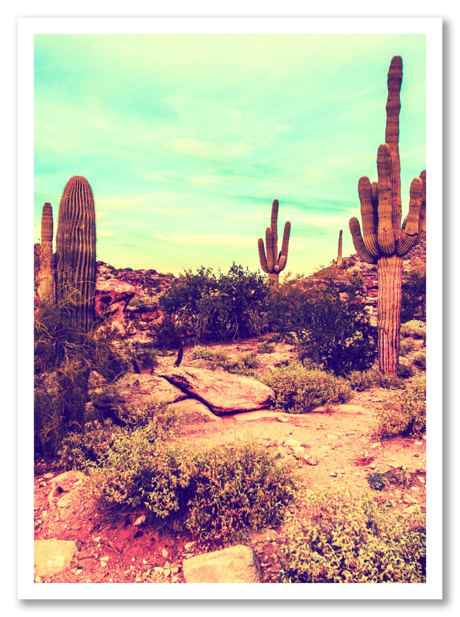 Cactus - Canyon