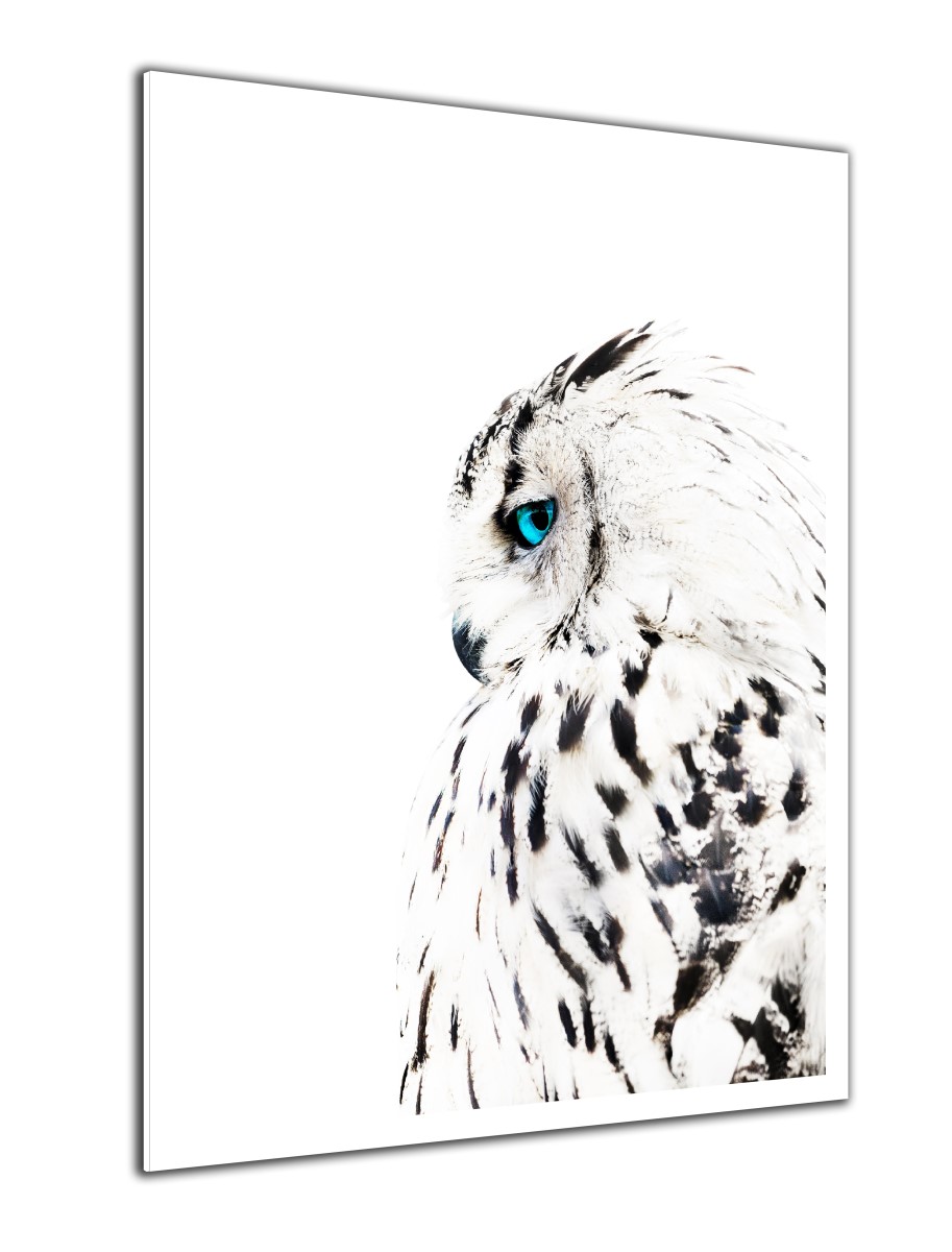 Animaux - Le Hibou Blanc