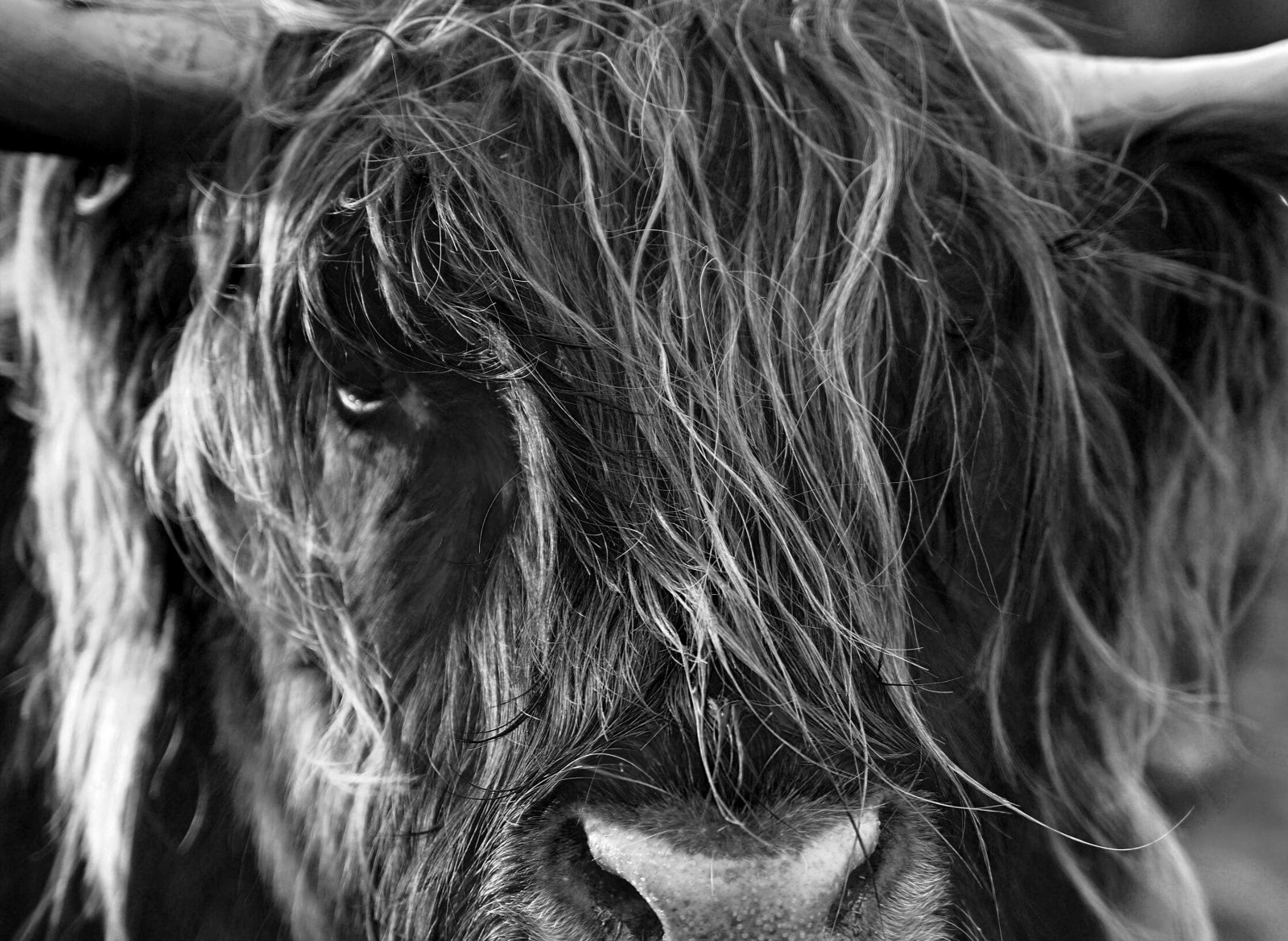 Animaux - La pose du Yak