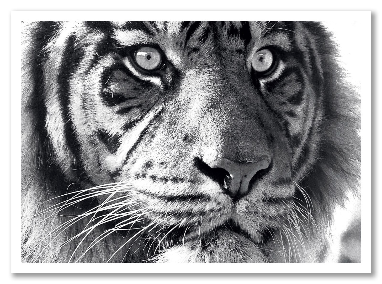 Animaux - Tigre Noir et Blanc