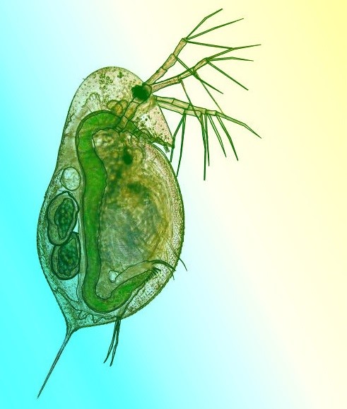 Le plancton lacustre
