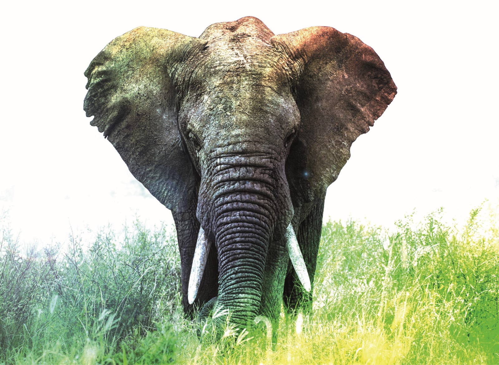 Animaux - Elephant couleurs froides