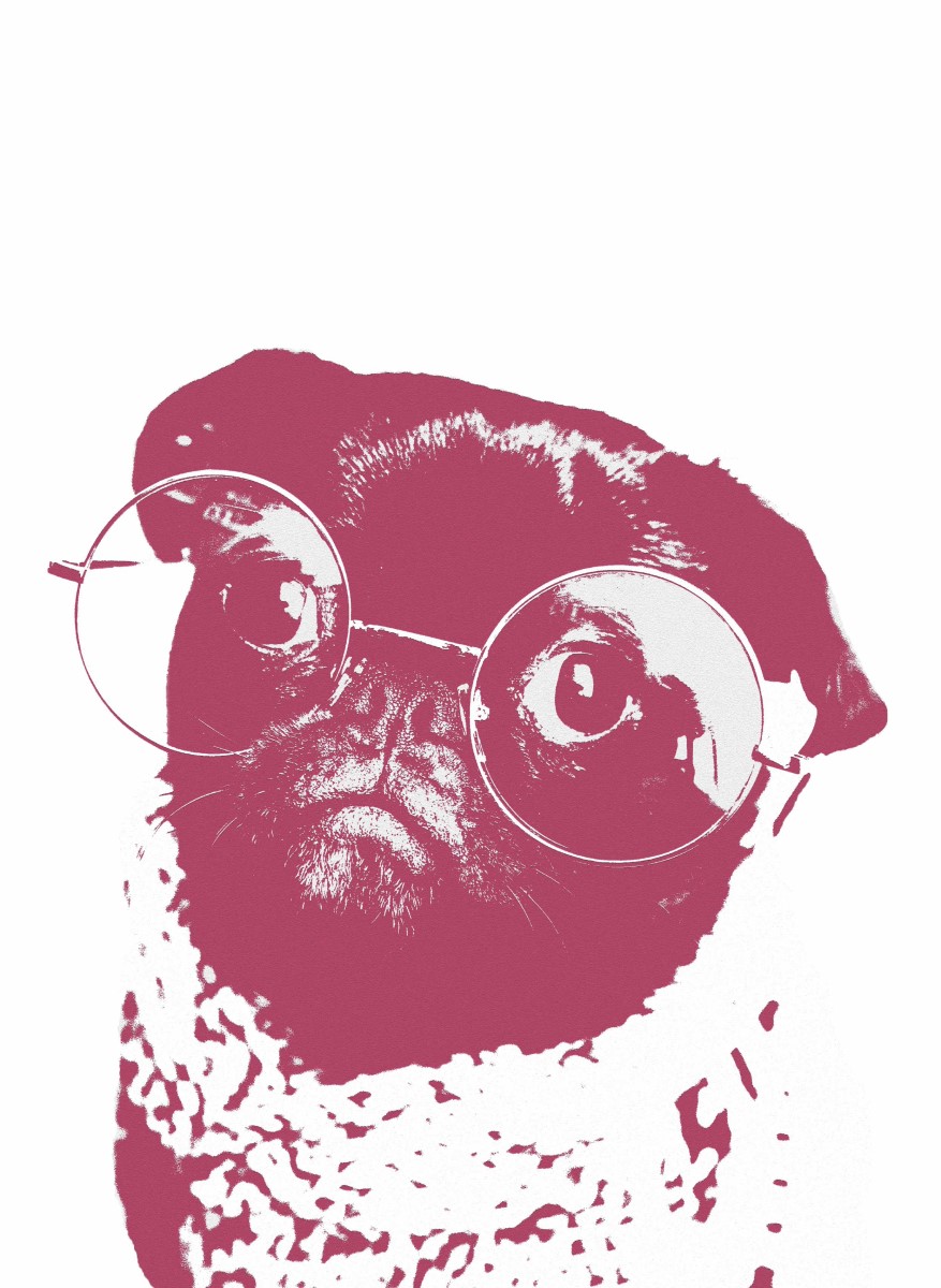 Animaux - Bulldog magenta