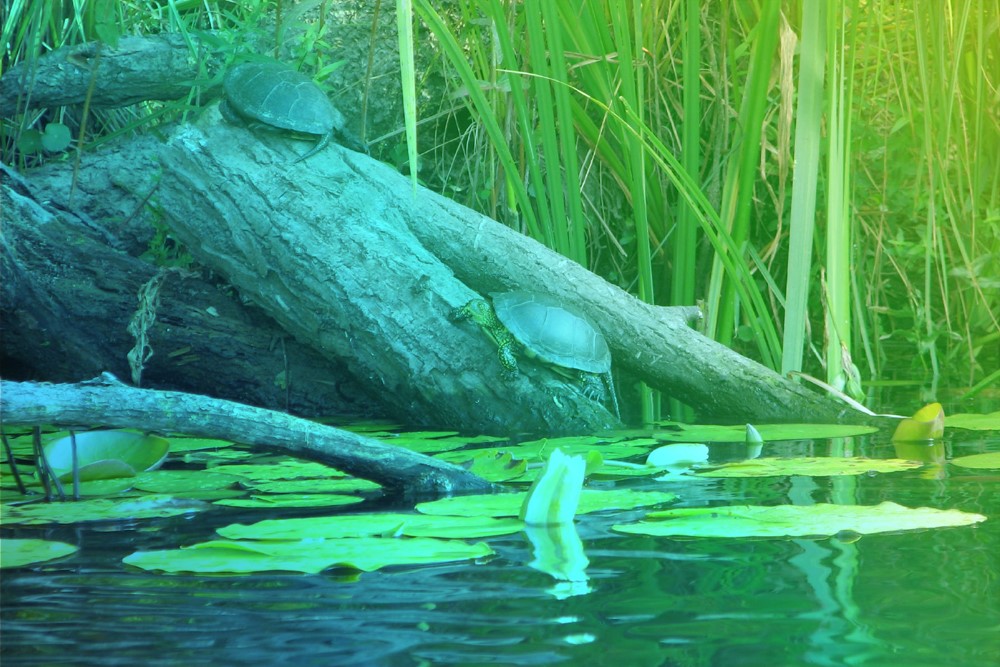 aqualis - tortue au lac du Bourget