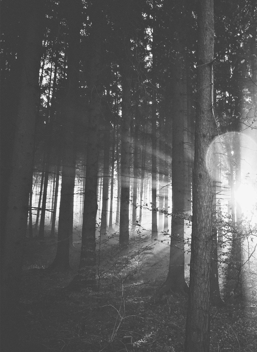 Nature - Arbre et Forêt Noir et blanc