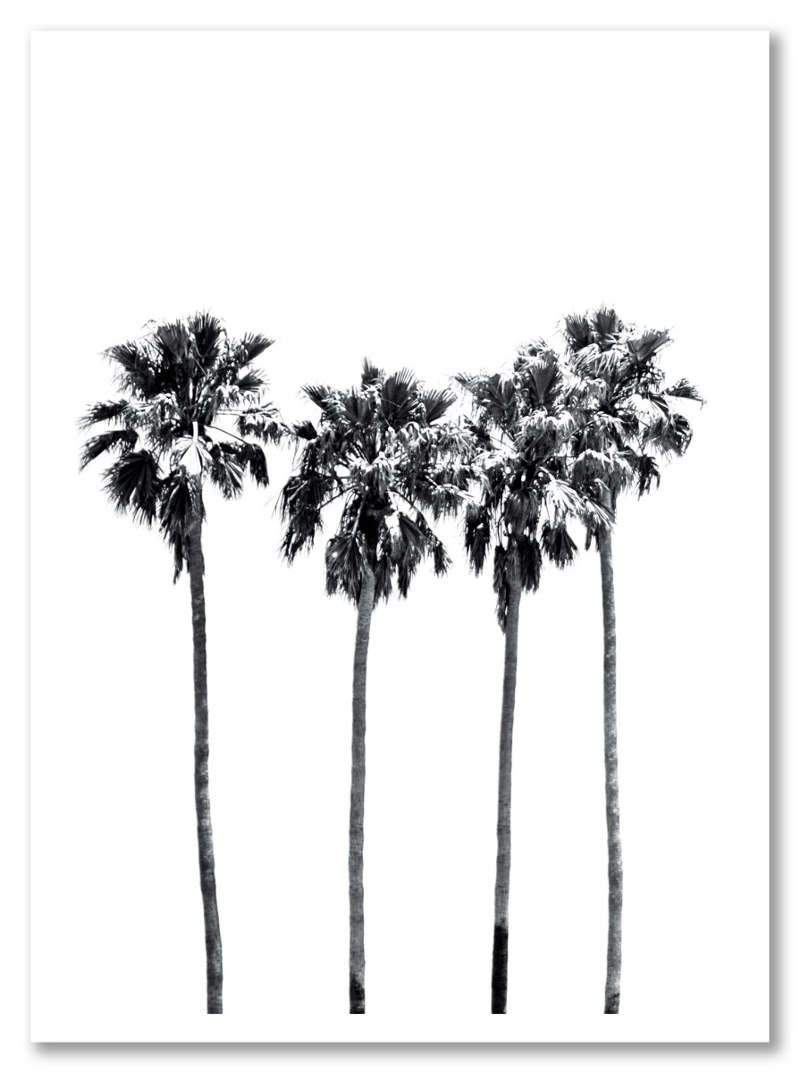 Botanique - Palmiers