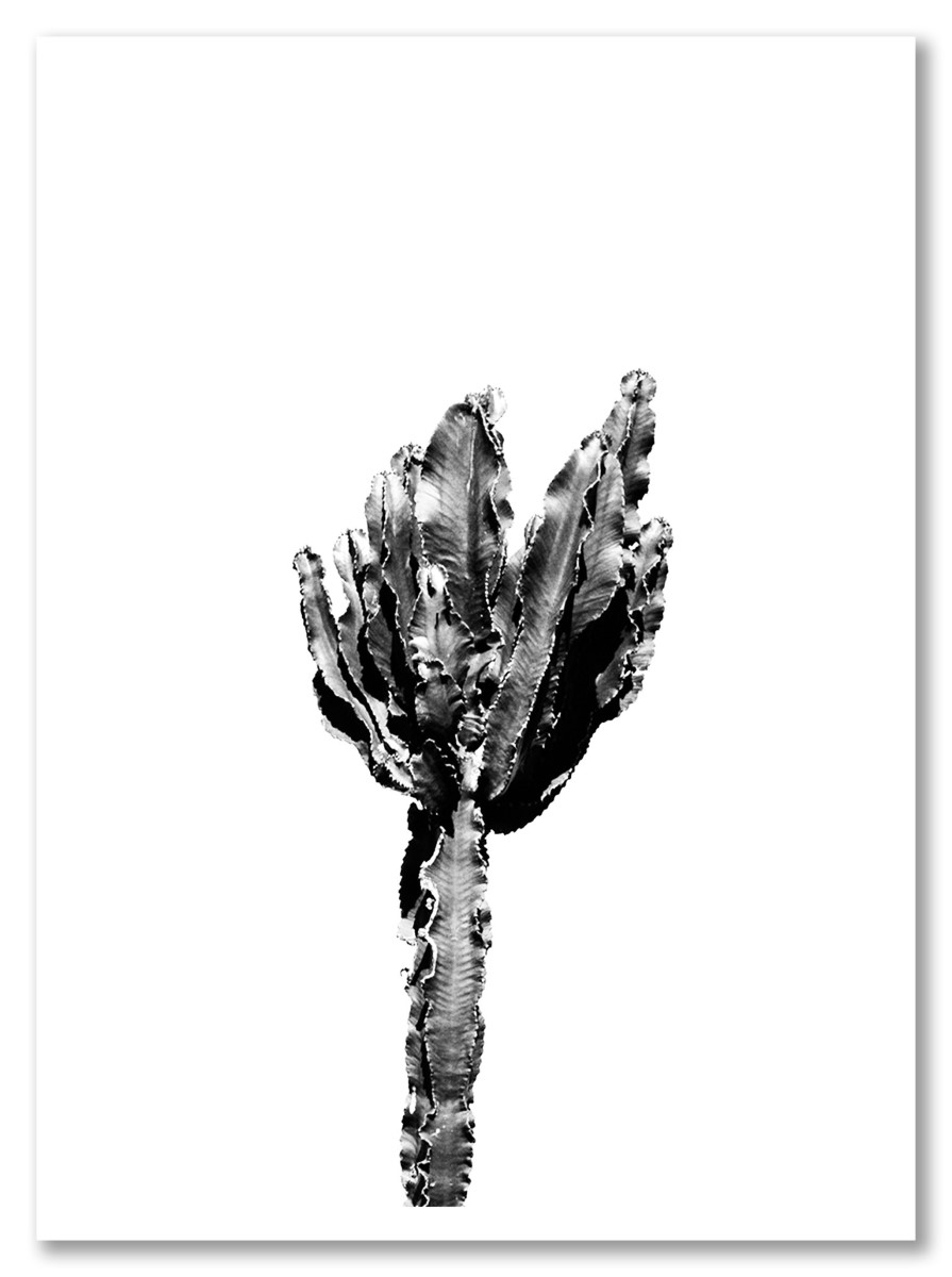 Cactus - Noir