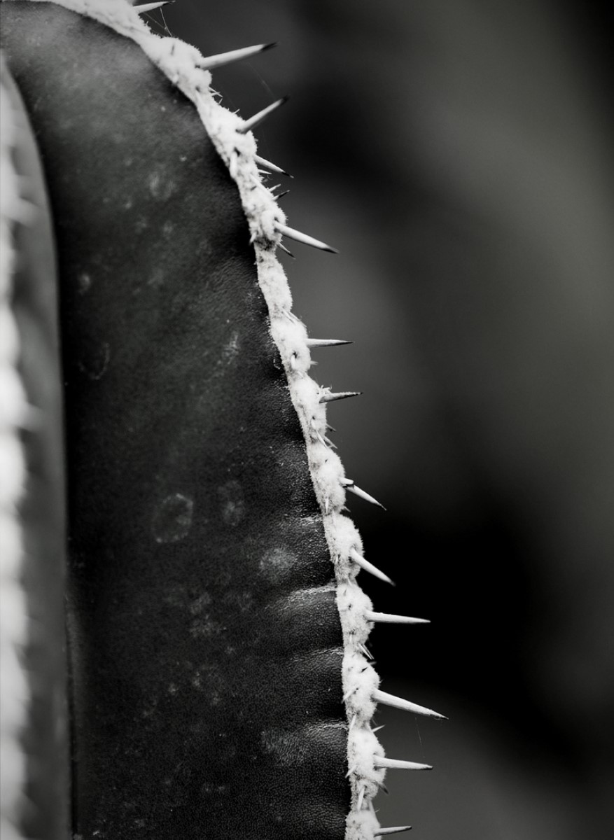 Nature - Cactus Épines