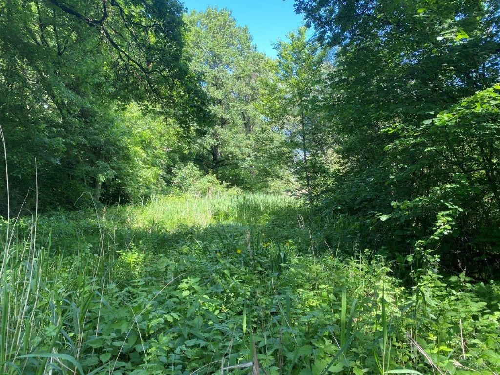 Le marais des Chassettes - La Ravoire
