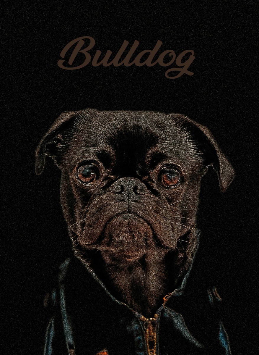 Animaux - Portrait Bulldog