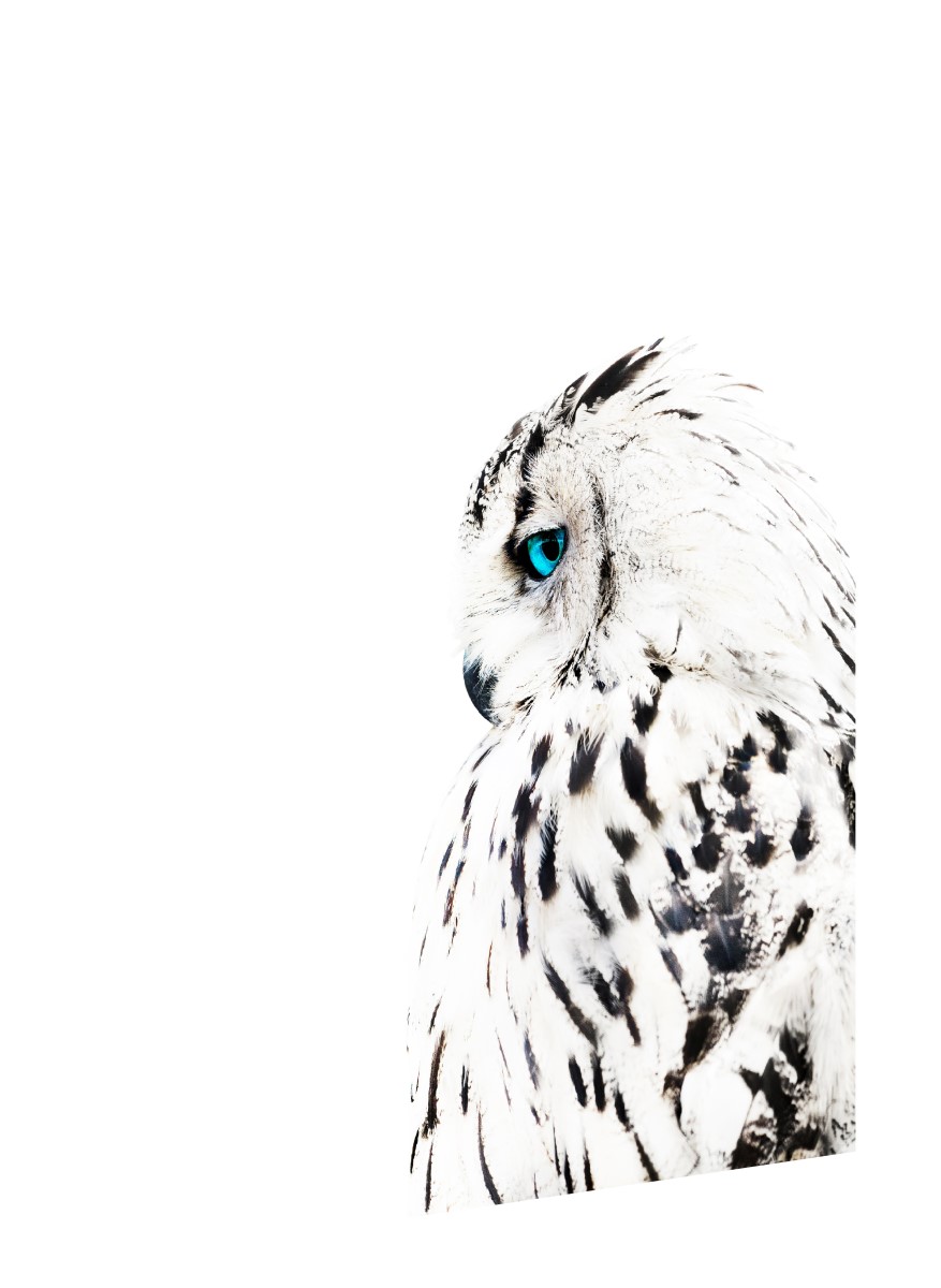 Animaux - Le Hibou Blanc