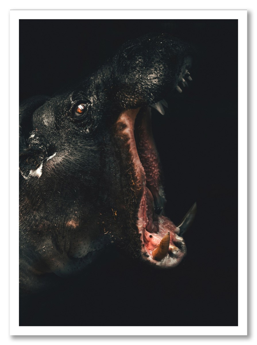 Animaux - Hippopotame