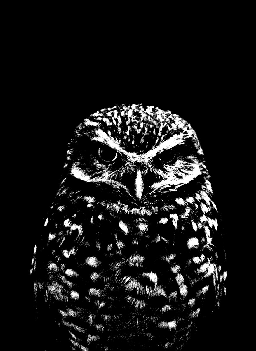 Animaux - Hibou noir