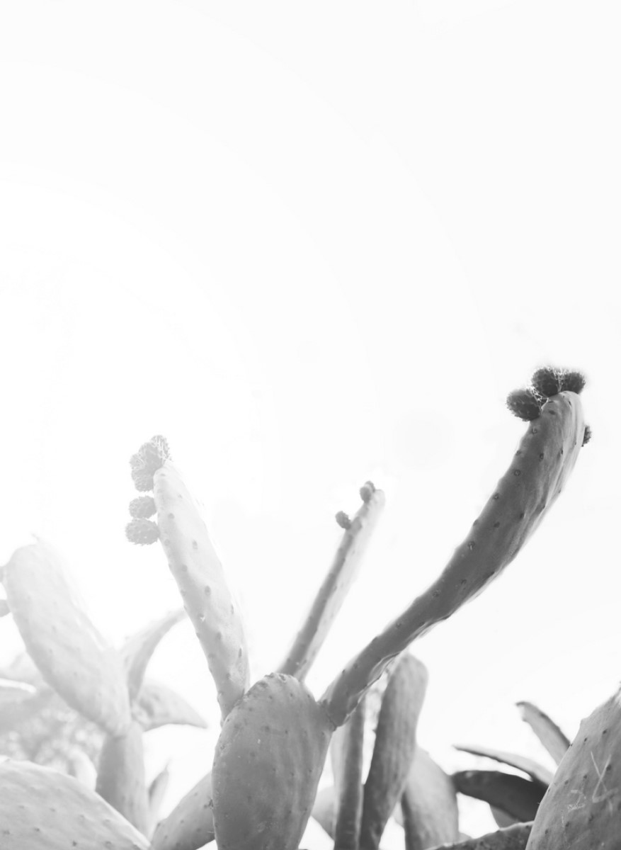 Nature - Cactus Nuage Blanc