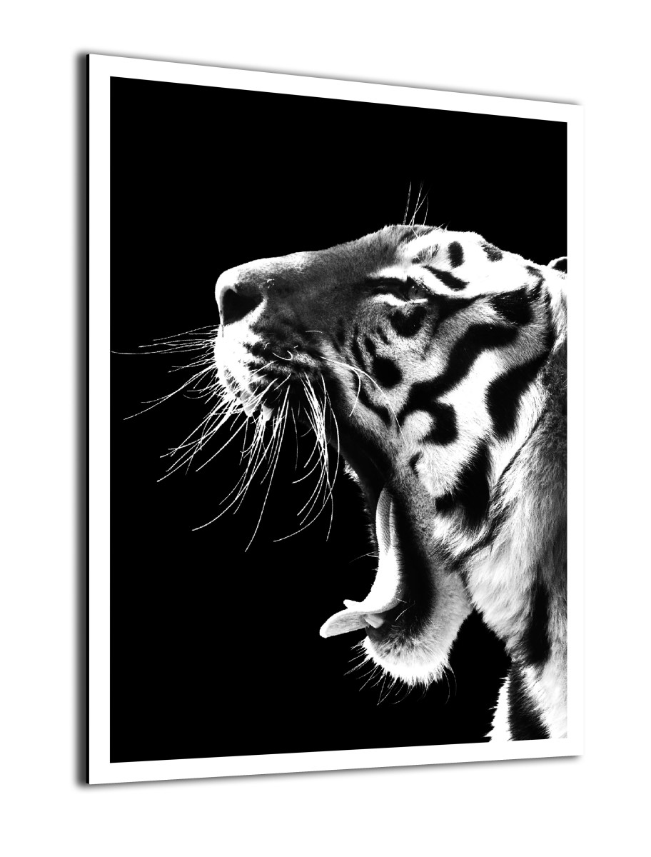 Animaux - Le Cri du Tigre