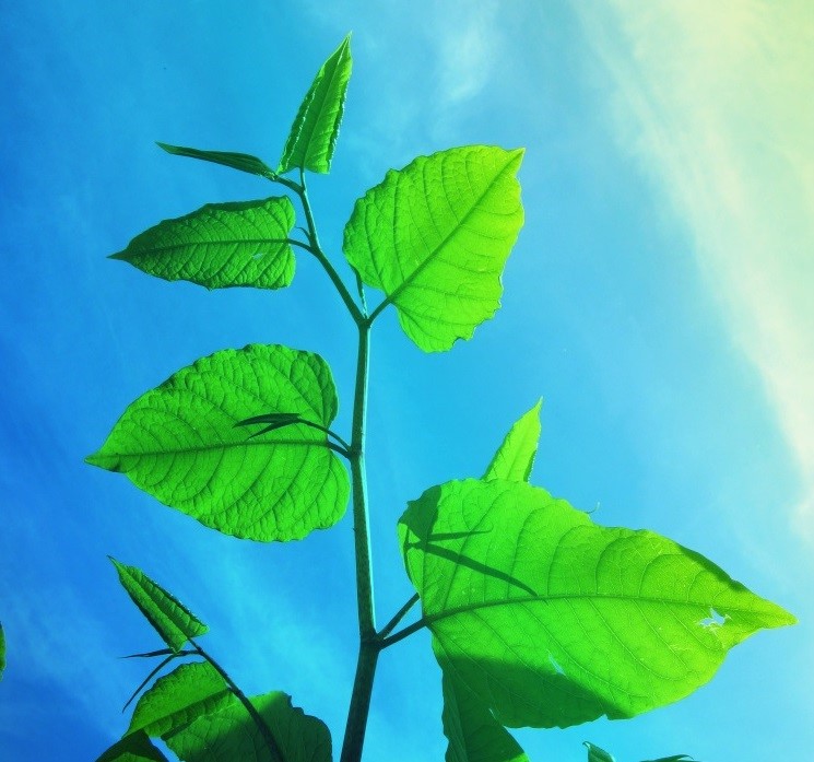 La renouée du Japon