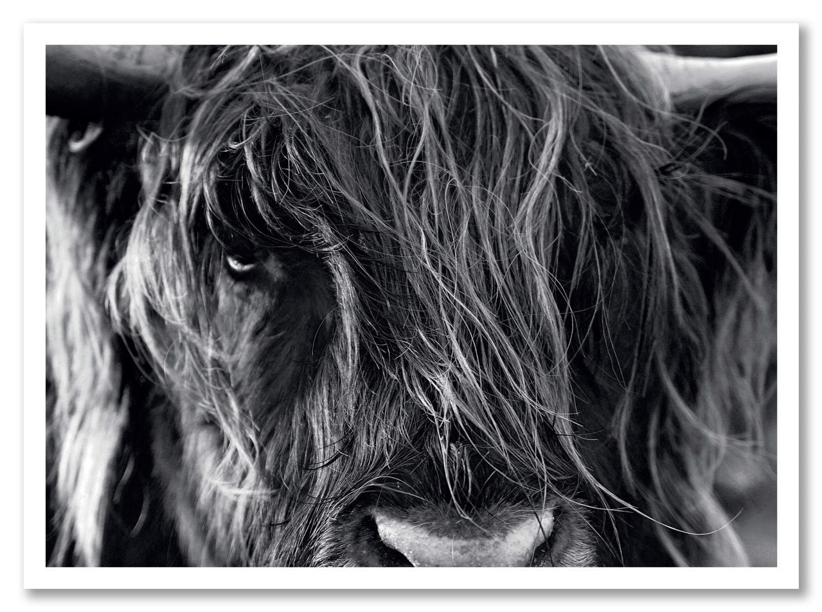 Animaux - La pose du Yak