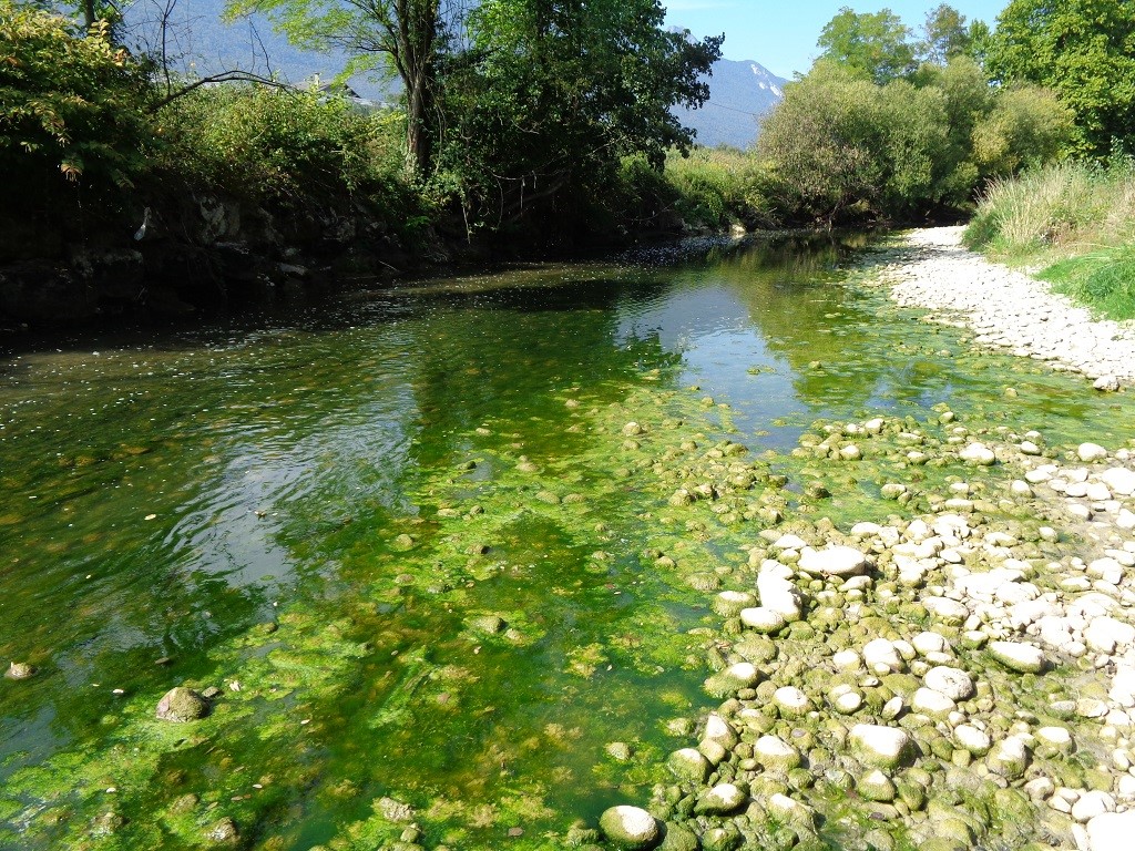 La Leysse, un développement d'algues (eutrophisation)