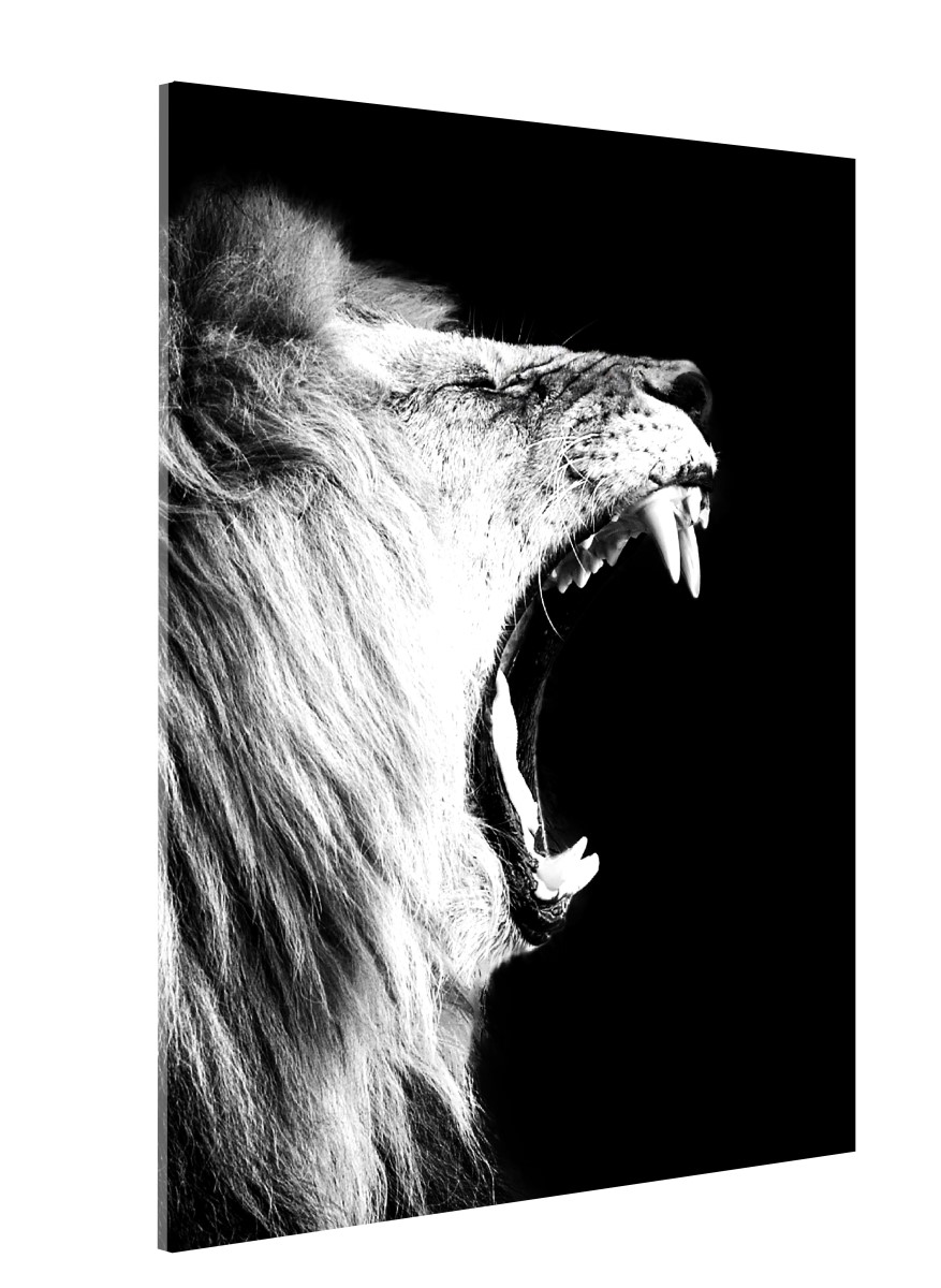 Animaux - Le Cri du Lion