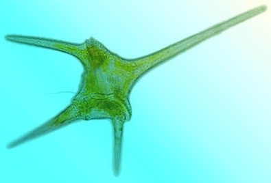 Phyto et zooplancton