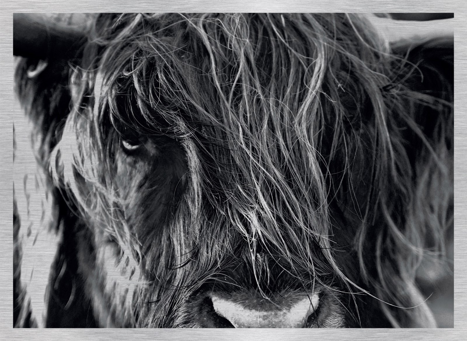 Animaux - La pose du Yak