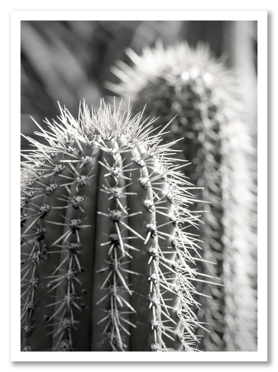 Cactus - Piquant