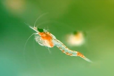 ©INRAE - Hemimysis anomale, la nouvelle crevette du lac