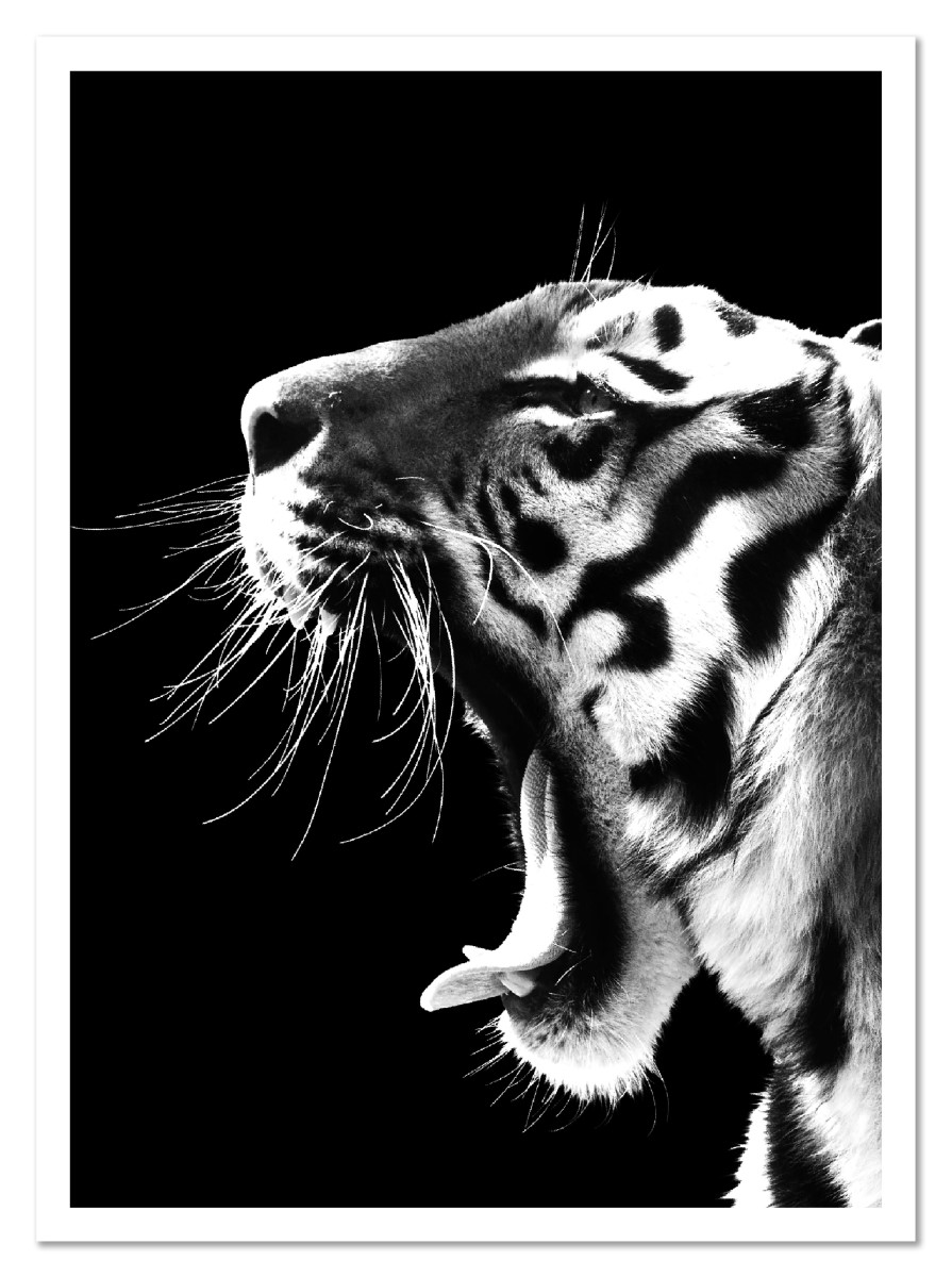 Animaux - Le Cri du Tigre