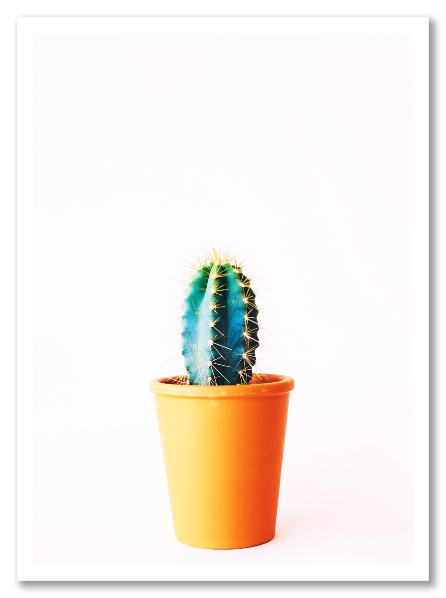 Cactus - Petit Pot de Cactus 1