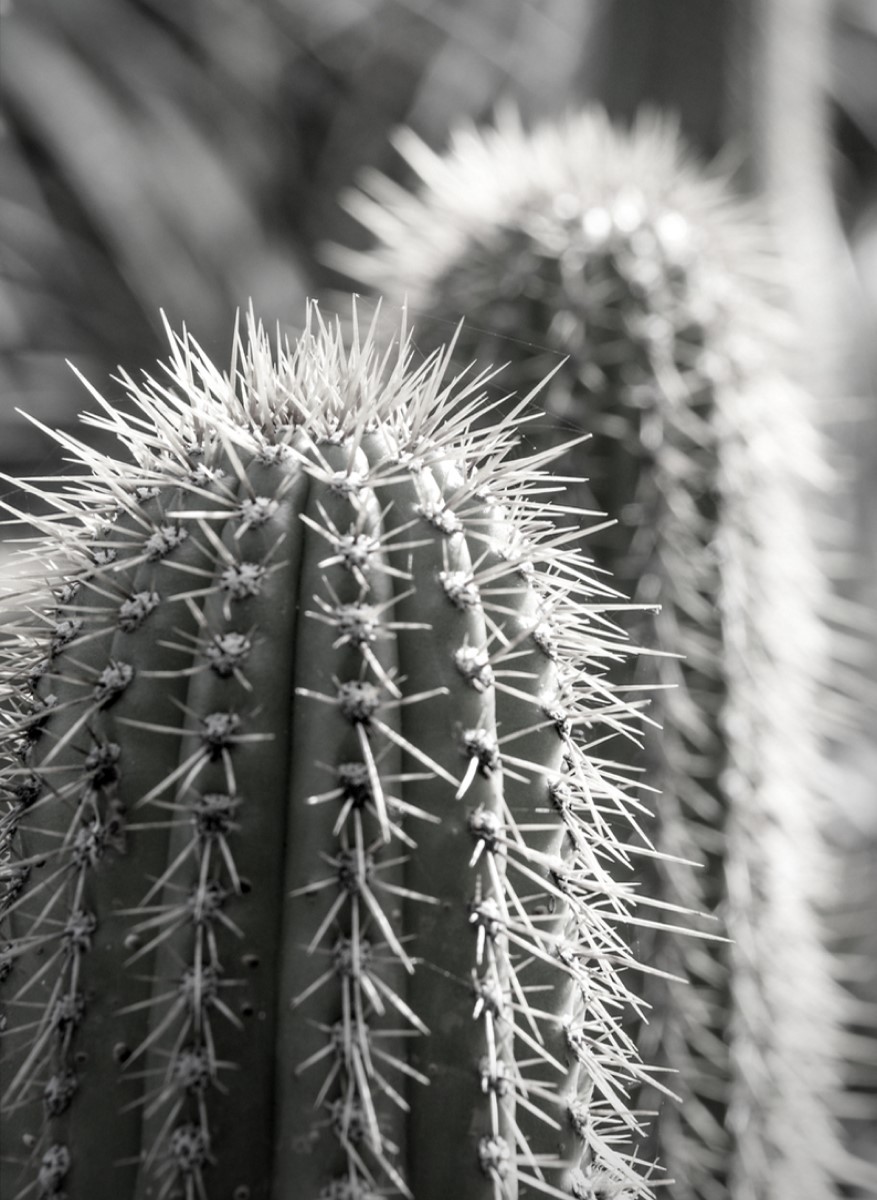 Nature - Cactus épineux 