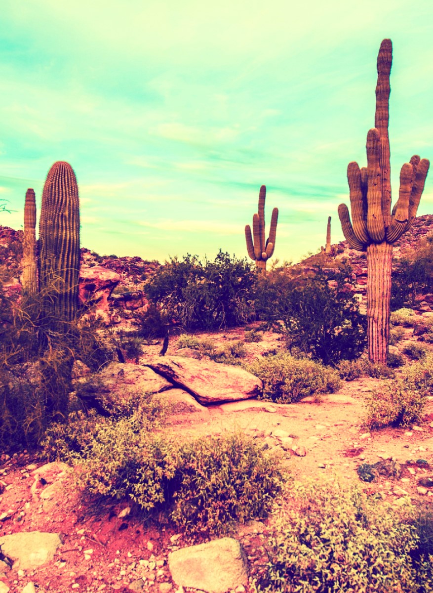 Nature - Cactus Canyon