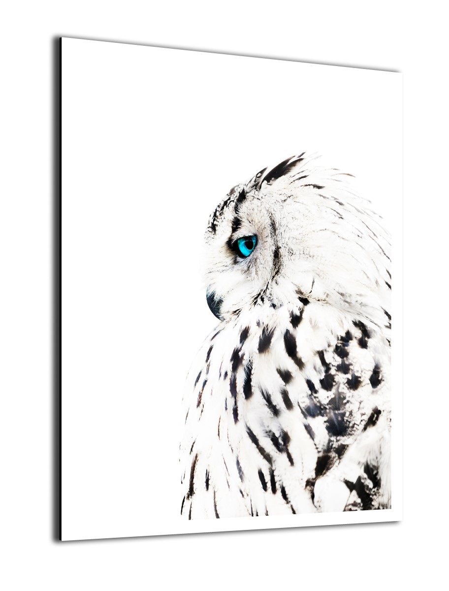 Animaux - Le Hibou Blanc