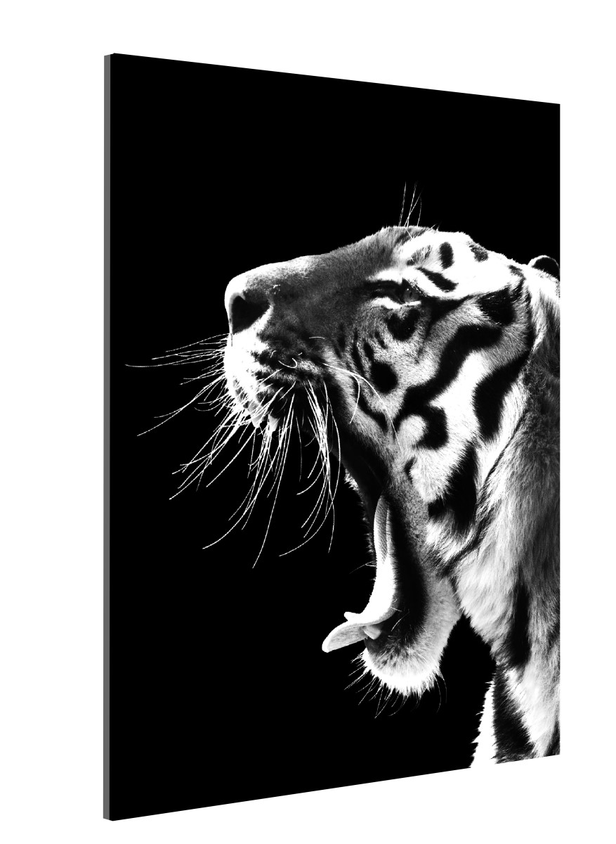 Animaux - Le Cri du Tigre