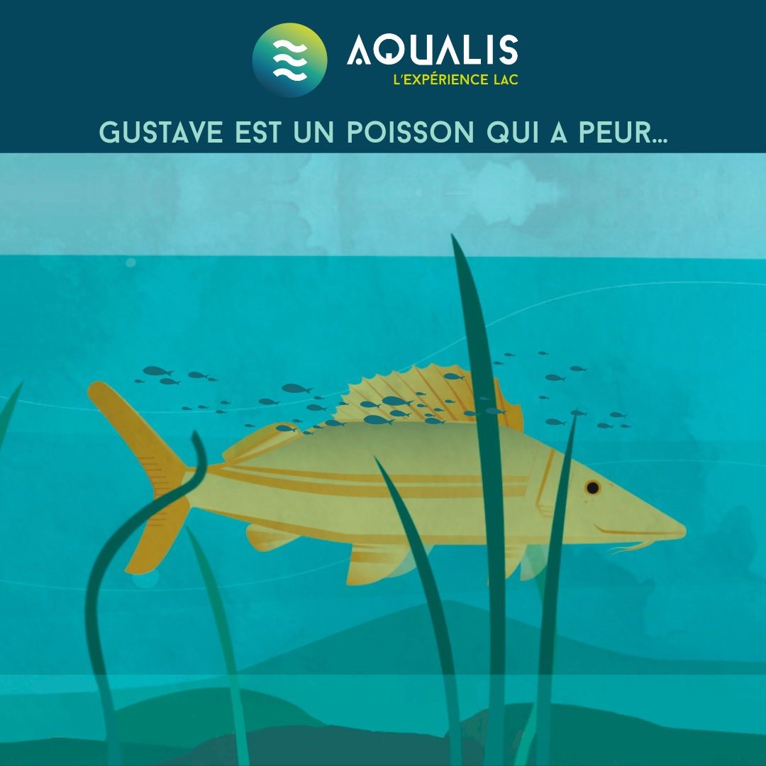 Gustave est un poisson qui a peur