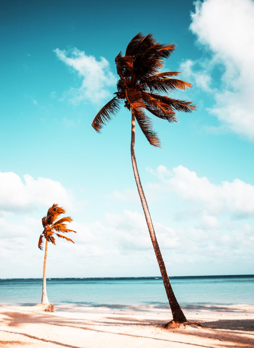 Nature - Palmiers colorés