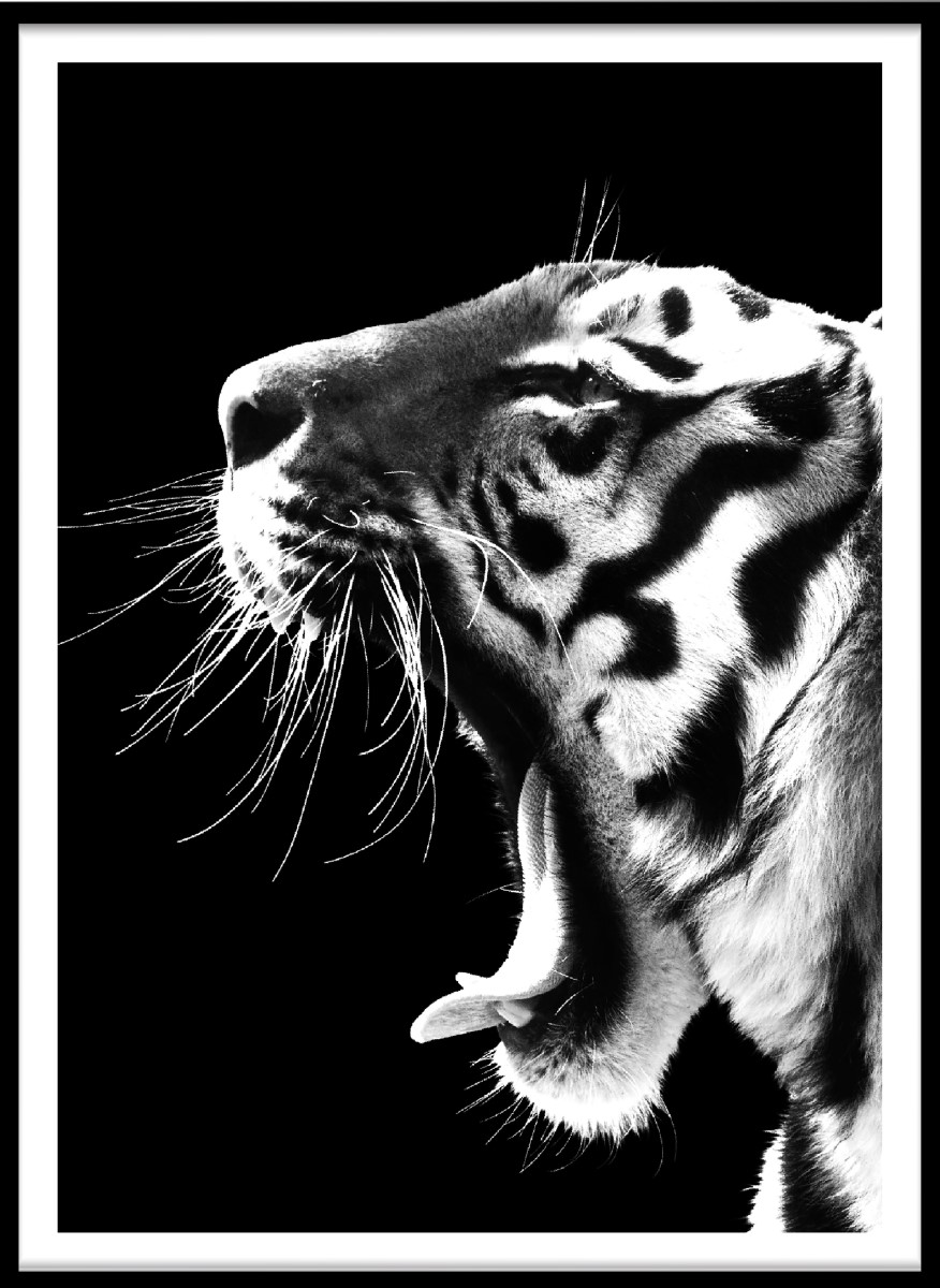 Animaux - Le Cri du Tigre