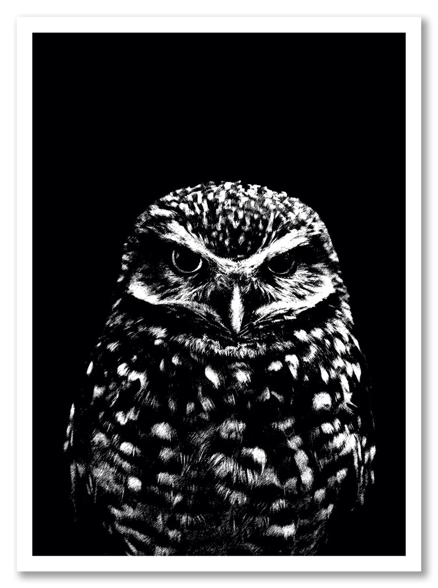 Animaux - Hibou noir