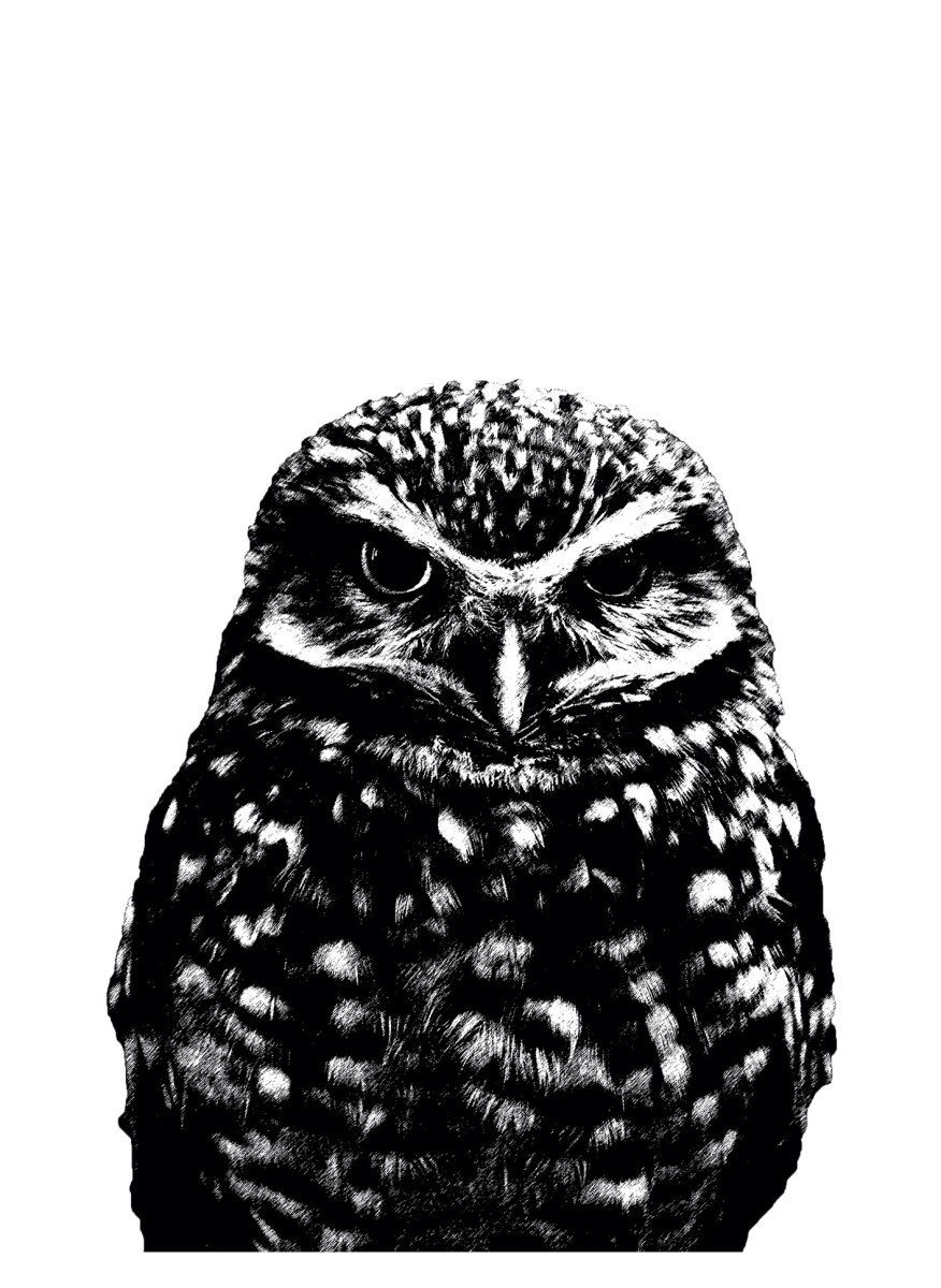 Animaux - Hibou blanc