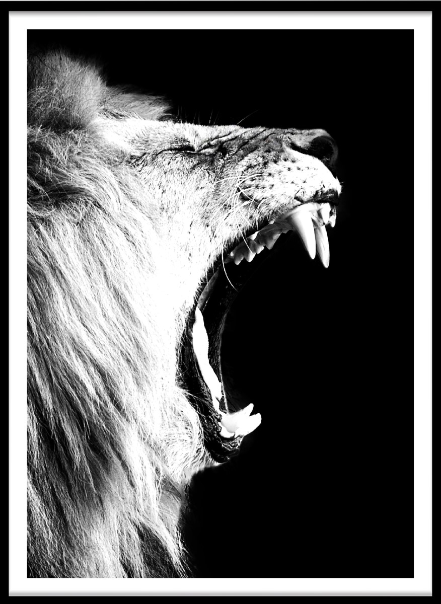 Animaux - Le Cri du Lion