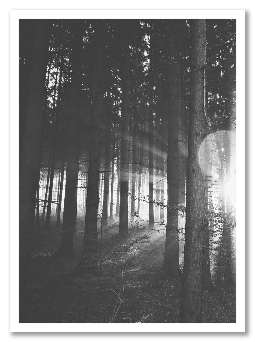 Botanique - Arbre et Forêt Noir et blanc