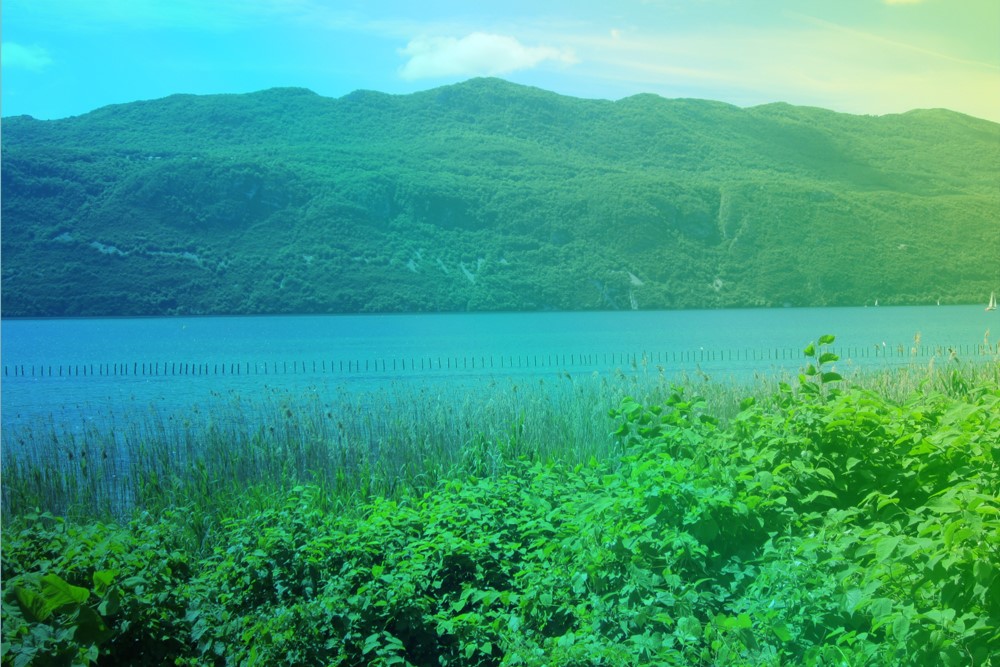 cisalb - La renouée du Japon le long du lac et des rivières