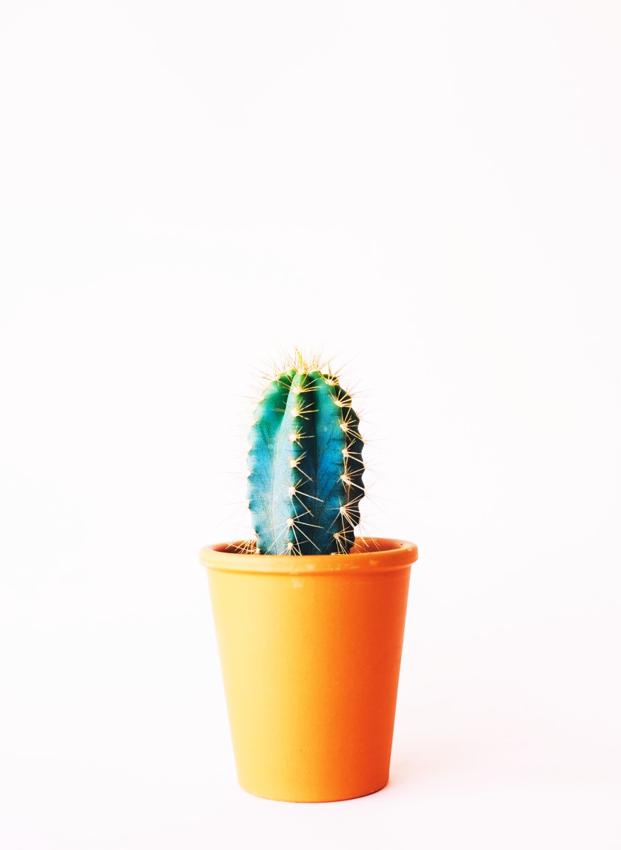 Nature - Cactus empoté