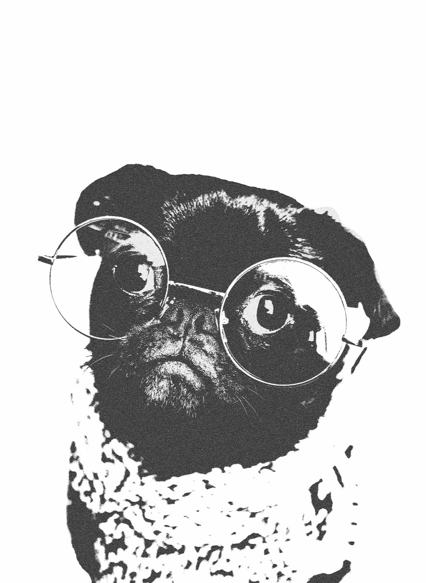 Animaux - Bulldog noir et blanc