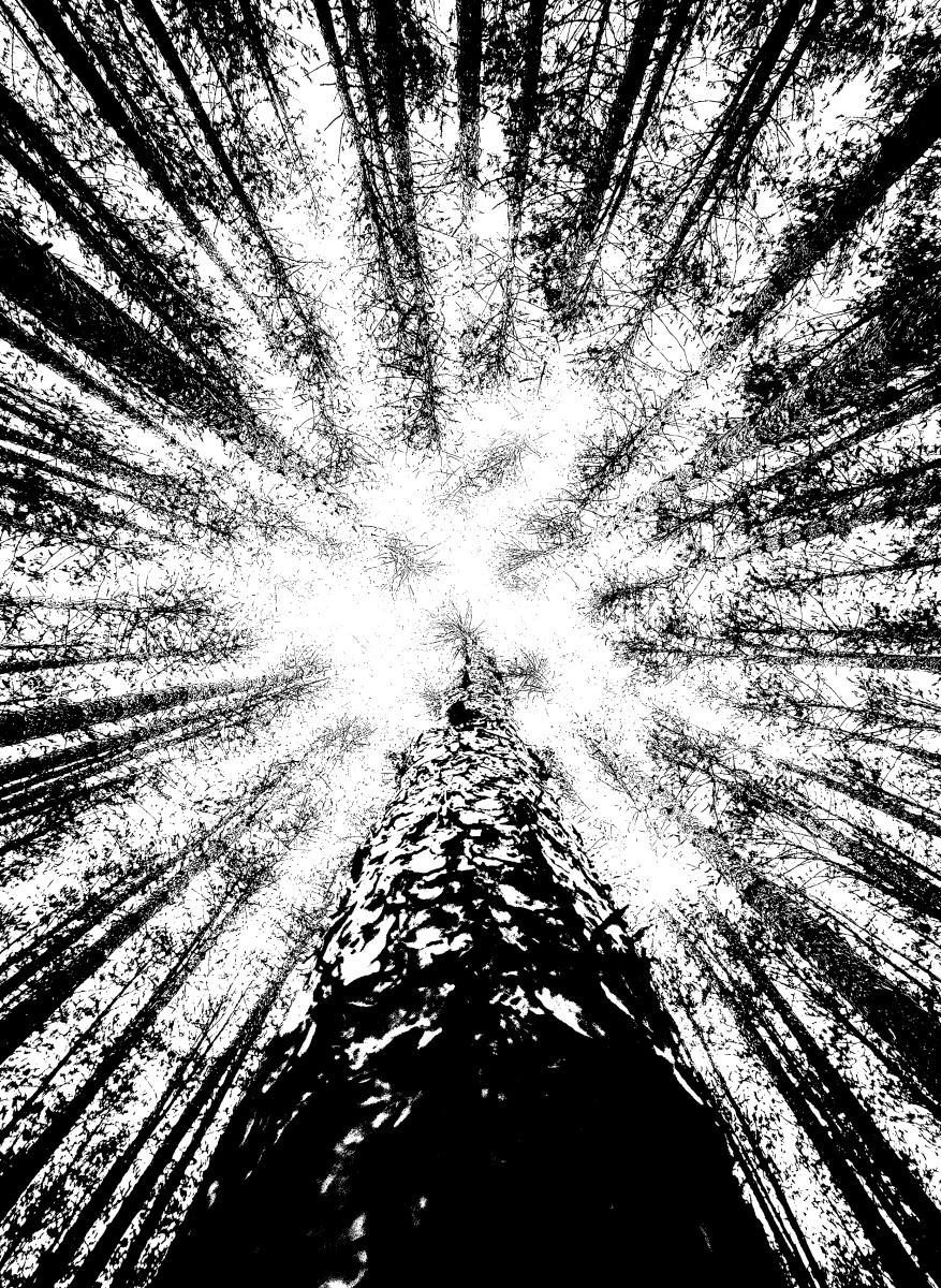 Nature - Sapins Noir et Blanc