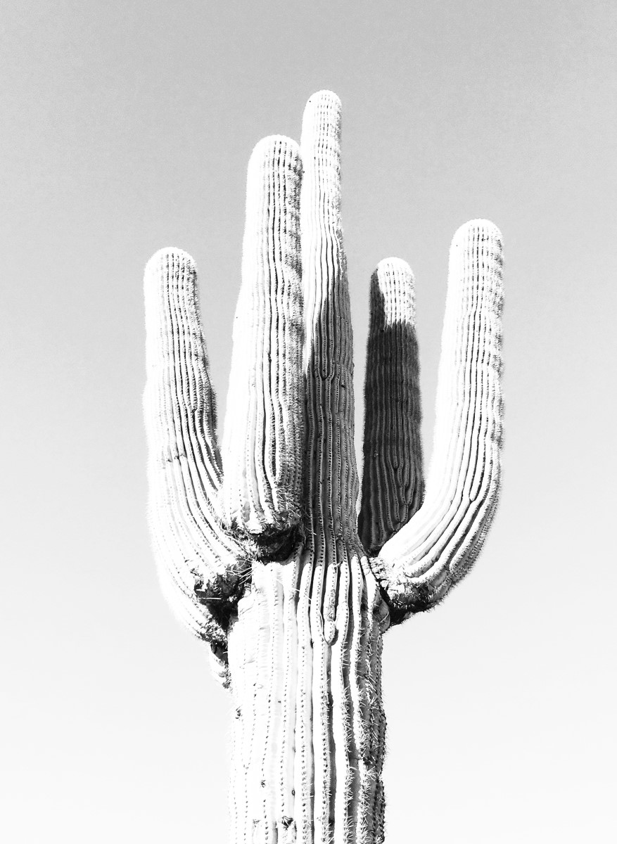 Nature - Cactus Black and White