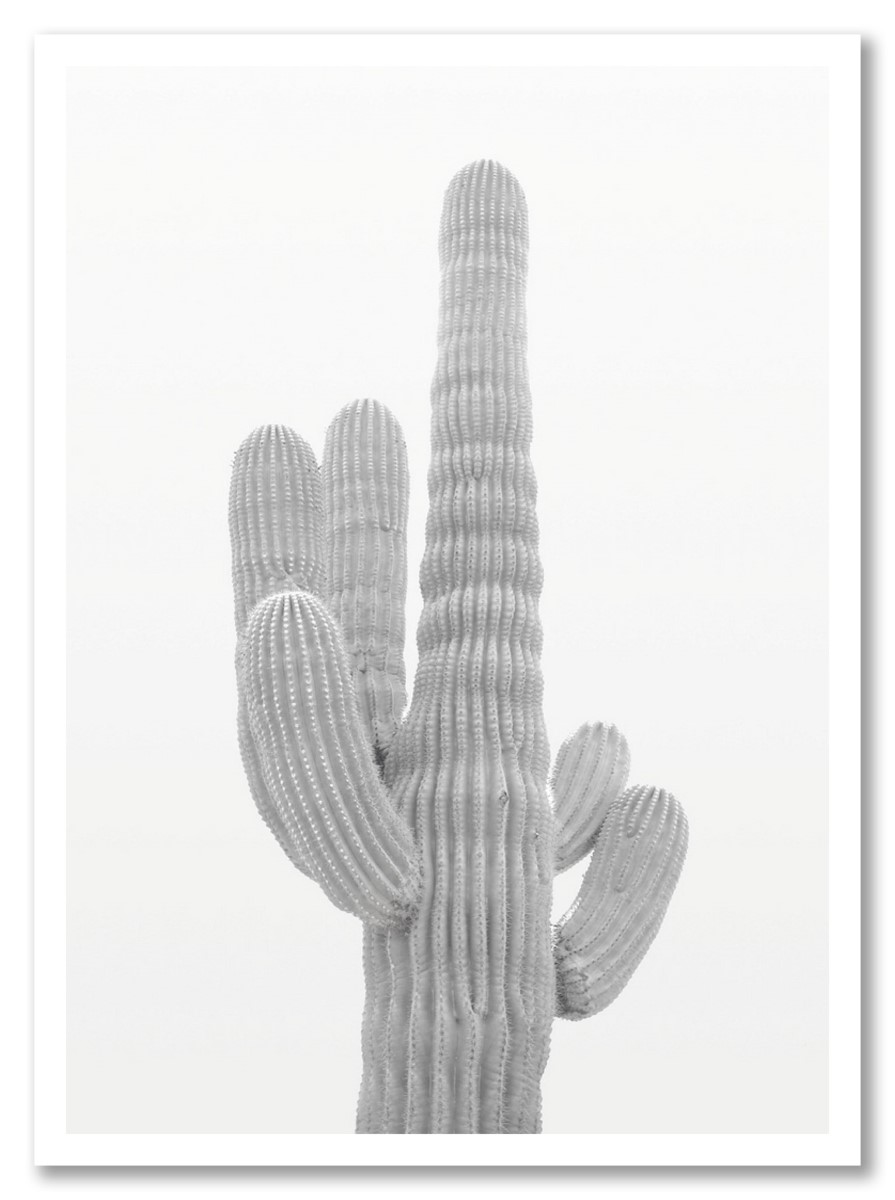 Cactus - Paradis Blanc